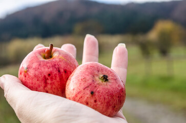 A red apple with raindrops in the hand on the background of a rural landscape.