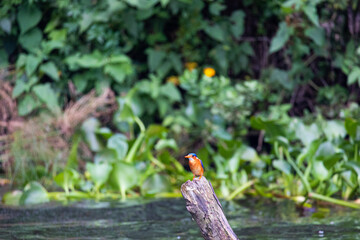Bunter Vogel auf Stamm I