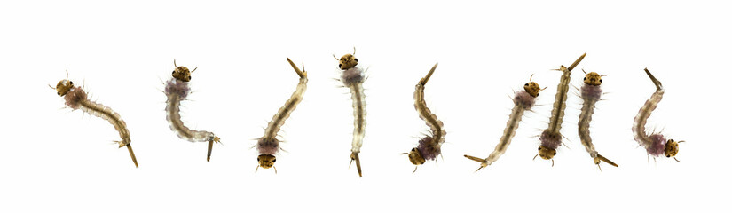 Larves de moustiques	