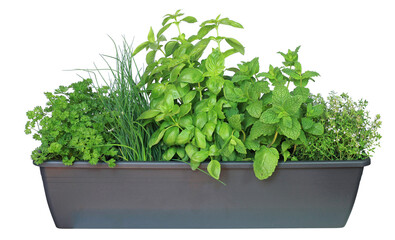 Plantes aromatiques dans une jardinière