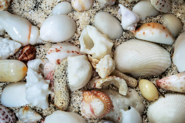 Fototapeta na wymiar Seashells of various shapes close-up. Collection of seashells on the sand