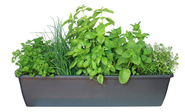 Plantes aromatiques dans une jardini&egrave;re