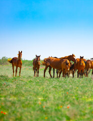 Fototapeta na wymiar A herd of horses graze in the meadow in summer and spring, the concept of cattle breeding, with space for text.