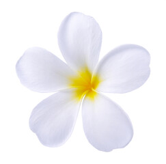 Fototapeta na wymiar Blooming phumelia or Champa flower or Hawai flower isolated with clipping path on white background