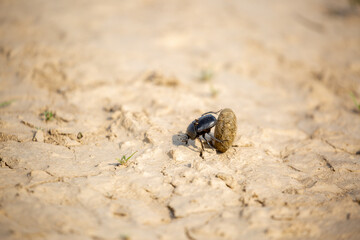 A scarab beetle rolls a ball of dung through the desert of Egypt. Dung beetle rolling a dung ball....