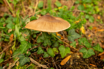  fresh Honey Fungus mushrooms in top view