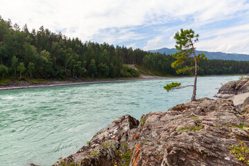 Small pine tree grows at rocky coast of Katun river