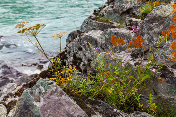 Wild herbs grow on rocky coast of Katun river