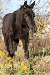 portrait of black colt posing   sunny autumn day . farm life