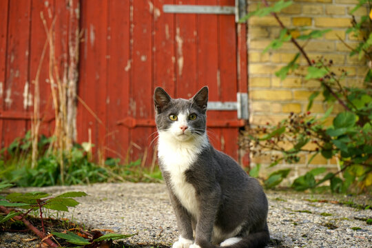 Grey Cat Infront Of Red Barndoor