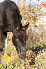 portrait of black colt posing   sunny autumn day . farm life