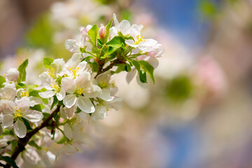 Spring blooming sakura trees. Pink flowers Sakura Spring landscape with blooming pink tree. Beautiful sakura garden on a sunny day.Beautiful concept of romance and love with delicate flowers.