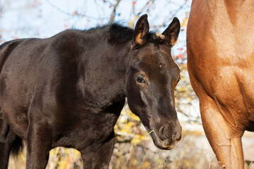 Obraz premium portrait of black colt posing sunny autumn day . farm life