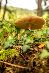  fresh Honey Fungus mushrooms in top view