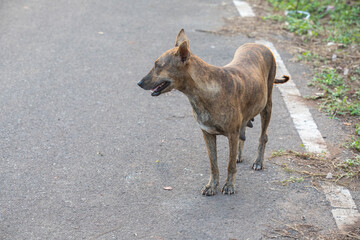 The Indian pariah dog, also known as the Indian native dog.