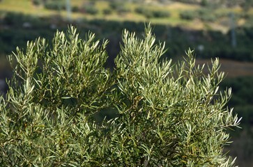 Ramas de olivo cerca de Villanueva de la Concepción en la comarca de Antequera, lindando con los...