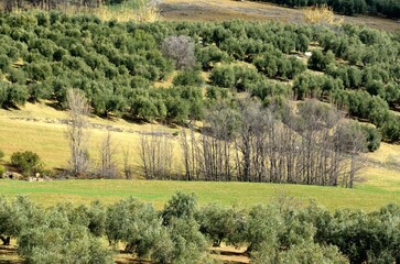 Hilera de árboles en Villanueva de la Concepción, un pueblo de la comarca de Antequera, limítrofe con los Montes de Málaga, provincia de Málaga, España.