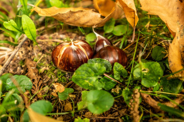chestnuts. chestnut harvest. Autumn color