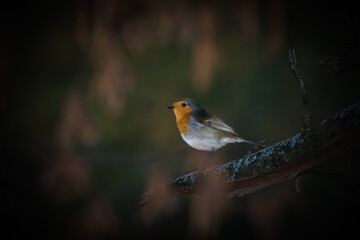 European Robin perched on a tree branch