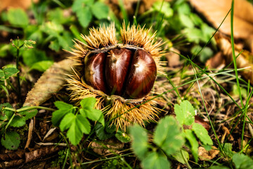 Ripe chestnuts close up. Sweet raw chestnuts. Husked chestnuts and chestnuts with skin. Organic food. Food background. Healthy eating. Healthy lifestyle. Protein source. View from above