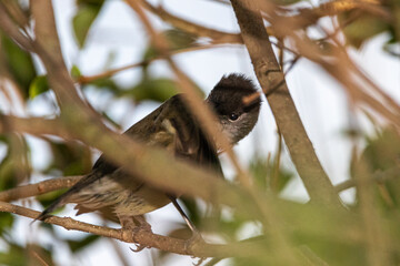 female Eurasian Blackcap perched on a tree branch