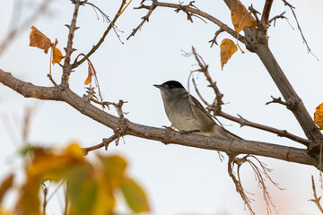 female Eurasian Blackcap perched on a tree branch