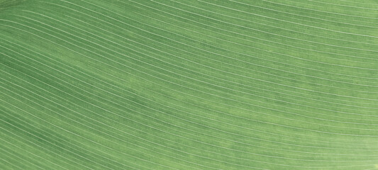 Macro of leaf as background. October mist 1495 color. Sage grenn color background, copy space,...