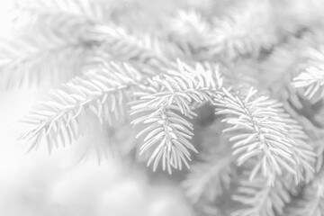 fir branch covered with snow as background. Pine branches in the frost. Christmas minimal concept. Merry Christmas and Happy New Year Holidays greeting card, frame, banner, cover, mockup. Traditional
