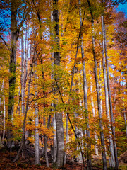 Autumn in Buila Vanturarita National Park, Carpathian Mountains, Romania. Vivid fall colors in forest. Colorful Autumn Leaves. Green, yellow, orange, red.