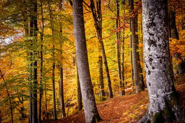 Autumn in Buila Vanturarita National Park, Carpathian Mountains, Romania. Vivid fall colors in forest. Colorful Autumn Leaves. Green, yellow, orange, red.