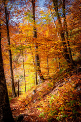 Autumn in Buila Vanturarita National Park, Carpathian Mountains, Romania. Vivid fall colors in forest. Colorful Autumn Leaves. Green, yellow, orange, red.