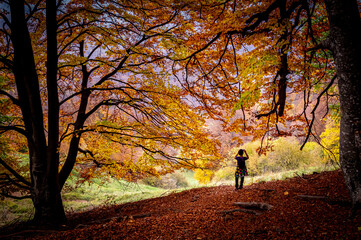 Fototapeta premium Autumn in Buila Vanturarita National Park, Carpathian Mountains, Romania. Vivid fall colors in forest. Colorful Autumn Leaves. Green, yellow, orange, red.