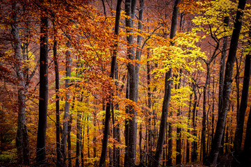 Autumn in Buila Vanturarita National Park, Carpathian Mountains, Romania. Vivid fall colors in forest. Colorful Autumn Leaves. Green, yellow, orange, red.