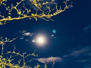 Fototapeta premium moon night