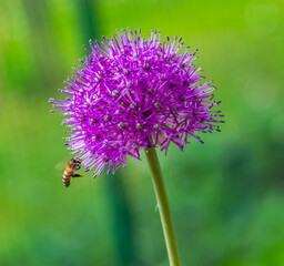 Bee and Indian onion flower close-up on a green background in summer