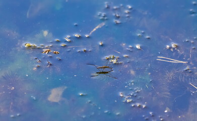 Insect Water skimmer close-up on the surface of the river water in summer