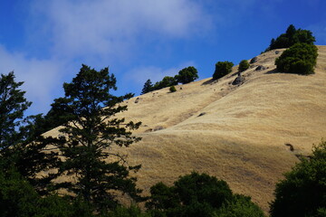 Golden north California hills