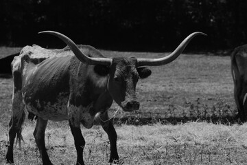Texas longhorn cow with large horns in black and white closeup on ranch.