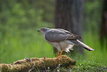 the predator watches