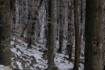 Fototapeta premium tree in the snow covered forest