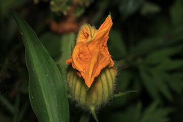 natural yellow pumpkin flower photo