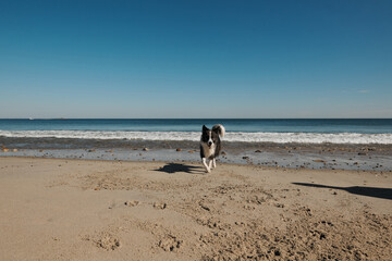 dog plays on the ocean beach. Funny Border collie playing, running, swimming. Lifestyle, active lifestyle, weekends. Boston area, USA. Coast. 