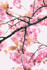 pink cherry blossom
