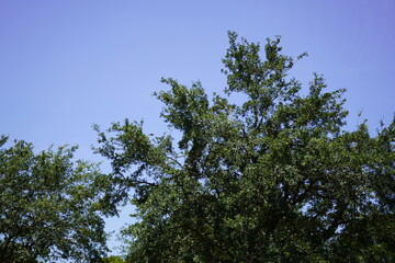 Weston Regional Park