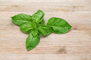 Sweet basil plant cutting green on wooden background close up wooden background