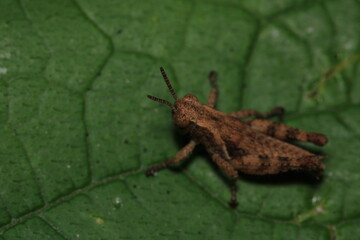 rufous grasshopper insect macro photo