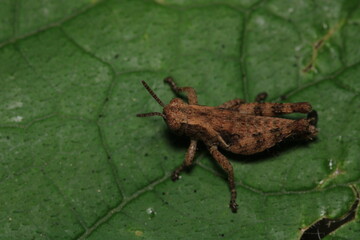 rufous grasshopper insect macro photo