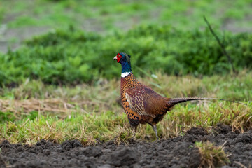 pheasant in the grass