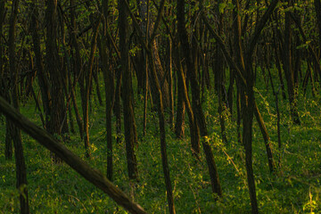 Fototapeta premium trees in the forest