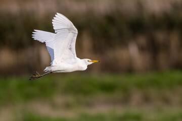 Cattle egret in flight